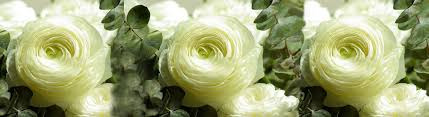 gallery/images 11